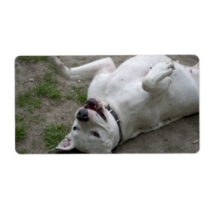 Playing Dogo Argentino