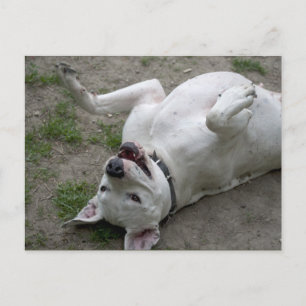 Playing Dogo Argentino Postcard