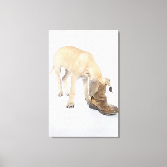 playing,friendly,curiosity canvas print (Front)