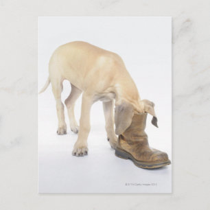 playing,friendly,curiosity postcard