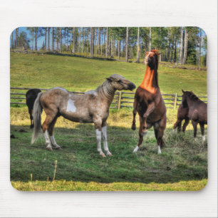 Playing Pinto Stallion & Sorrel Mare Equine Photo Mouse Pad
