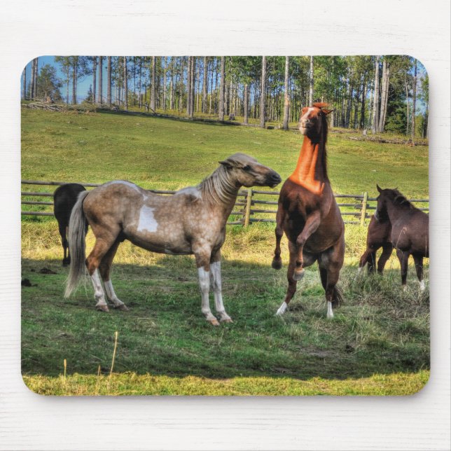 Playing Pinto Stallion & Sorrel Mare Equine Photo Mouse Pad (Front)