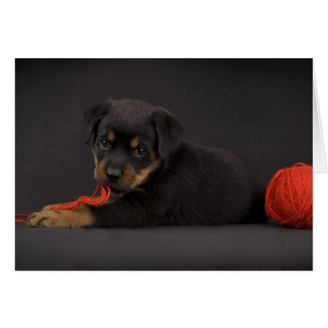 Playing Puppy 5 (Front Horizontal)