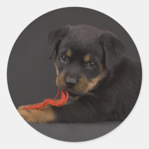 Playing Puppy 5 Classic Round Sticker