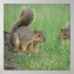 Playing Squirrels Poster