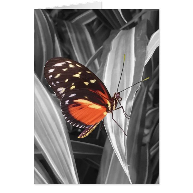 Pleasantville Butterfly - 5" x 7" Art Card (Front)