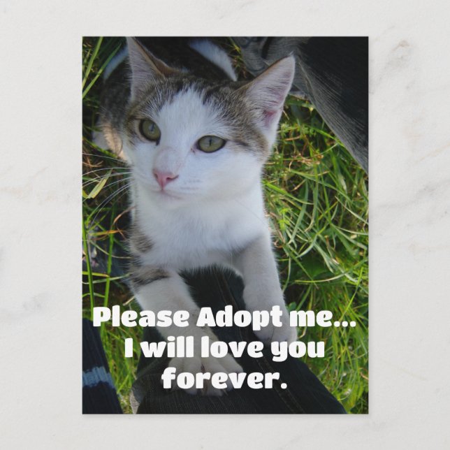 Please adopt me..will love you forever Cat Postcard (Front)