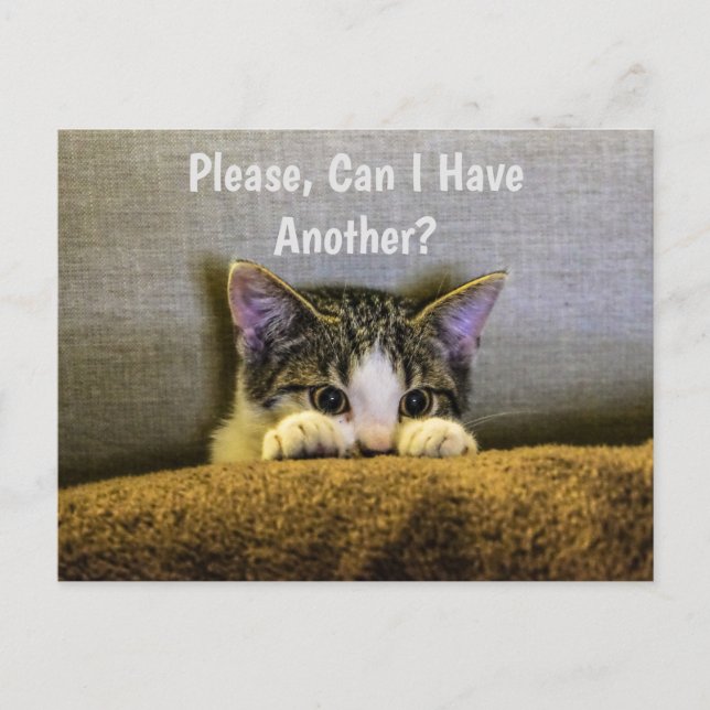 Please Can I Have Another?  Funny Kitten Postcard (Front)