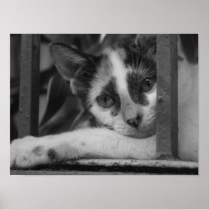 Please Kitty Poster