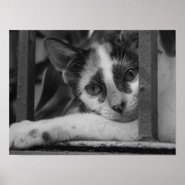 Please Kitty Poster (Front)