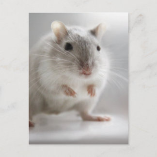 PLEASED TO MEET YOU POSTCARD