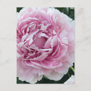 Pleasing Pink Perky Peony Photo Postcard