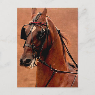 Pleasure Harness Saddlebred Digital Art Postcard