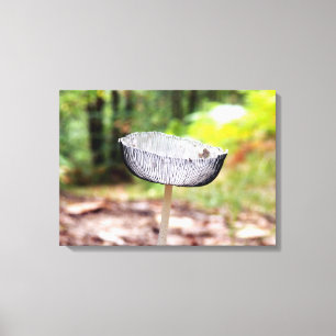 Pleated Inkcap Mushroom Canvas Print