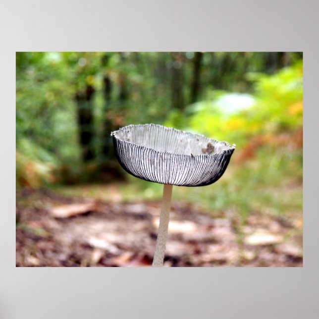Pleated Inkcap Mushroom Poster (Front)
