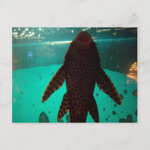 Pleco Postcard