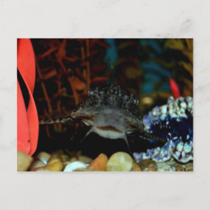 Pleco Watching Postcard