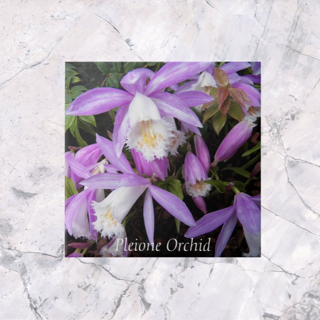 Pleione Windowsill Orchids Floral Tile (In Situ)
