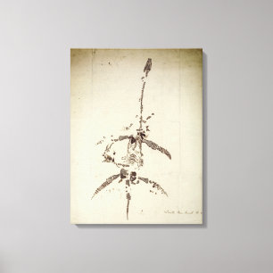 Plesiosaurus dolichodeirus canvas print
