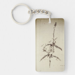 Plesiosaurus dolichodeirus keychain