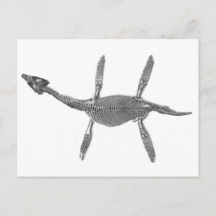 Plesiosaurus Skeleton Antique Print Postcard