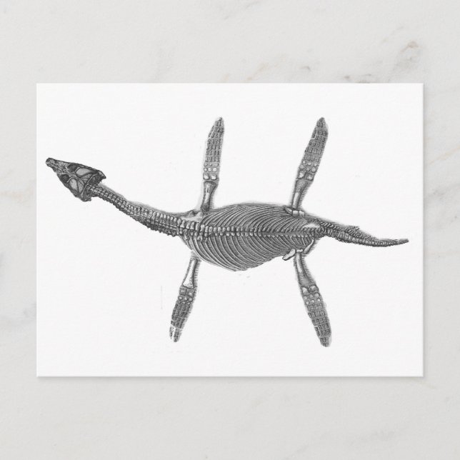 Plesiosaurus Skeleton Antique Print Postcard (Front)