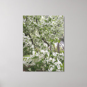 Plethora of Cherry Blossoms Canvas Print