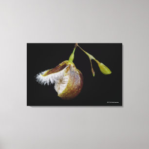 Pleurothallis Cypripedioides Canvas Print