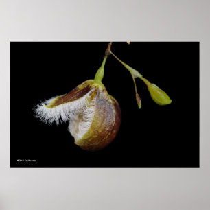 Pleurothallis Cypripedioides Poster