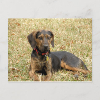 Plott Hound Postcard