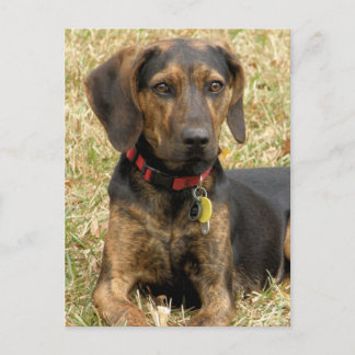 Plott Hound Postcard