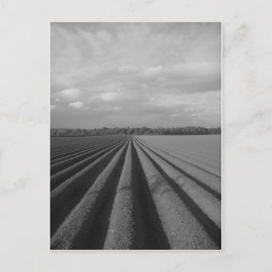 Ploughed Field Postcard