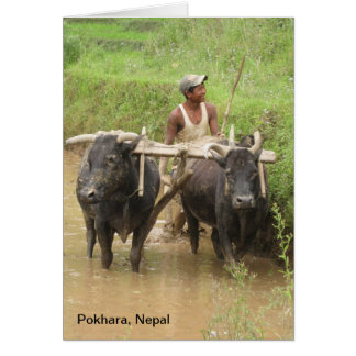Ploughing Rice Paddies in Pokhara
