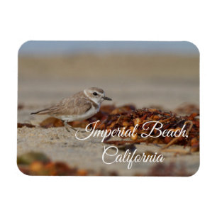Plover and Seaweed Imperial Beach, California Magnet