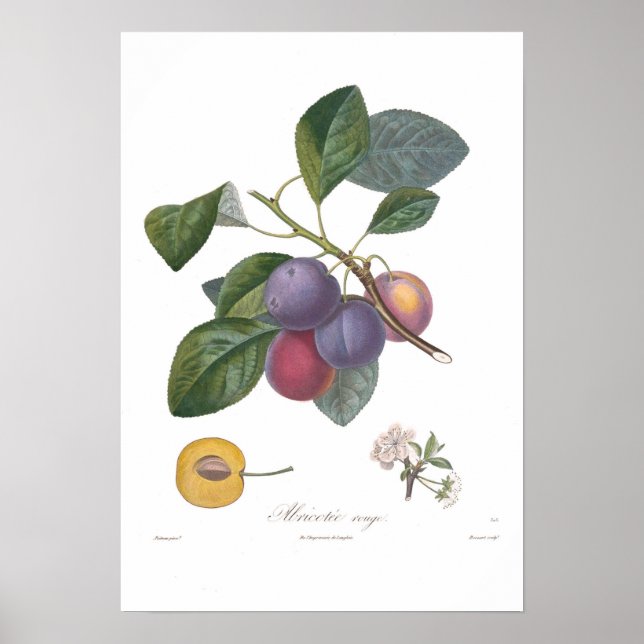 Plum,Abricotee rouge Poster (Front)