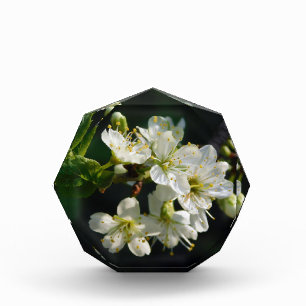 Plum Blossom Art Acrylic Block   2026 Floral Gift
