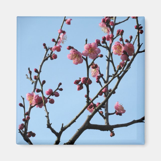 Plum Blossom: Japan  Magnet (Front)