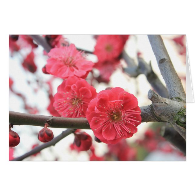 plum blossom spring pink flowers (Front Horizontal)