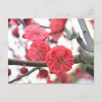 plum blossom spring pink flowers