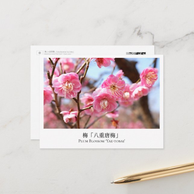 Plum Blossom ‘Yae-tobai’ Postcard (Front/Back In Situ)