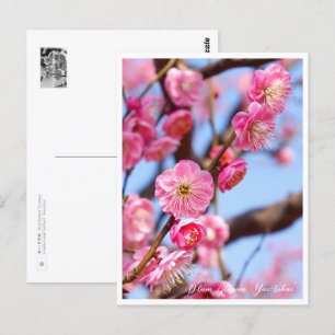 Plum Blossom ‘Yae-tobai’ Postcard