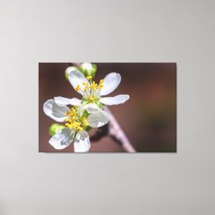 Plum Blossoms Canvas Print