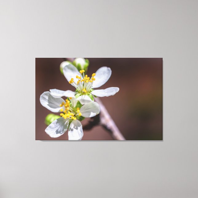 Plum Blossoms Canvas Print (Front)