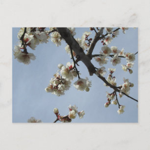 Plum Blossoms: Japan Postcard