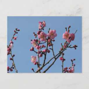 Plum Blossoms: Japan Postcard