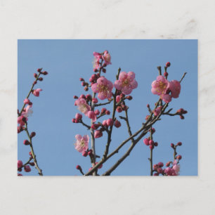 Plum Blossoms: Japan Postcard