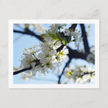 Plum Blossoms Postcard