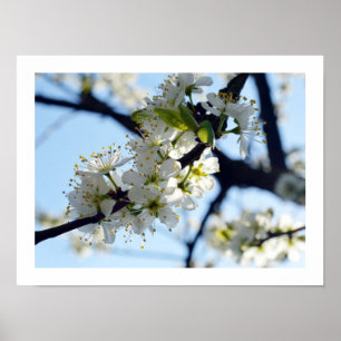 Plum Blossoms  Poster