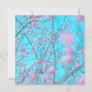 Plum Blossoms (Suzhou, China)