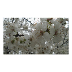 Plum Flower Kodak professional Photo Paper Print